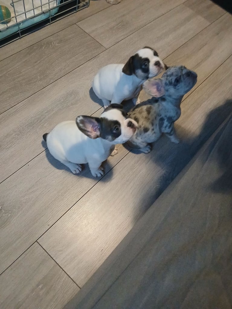 FRENCHYS ONLY 3 GIRLS LEFT