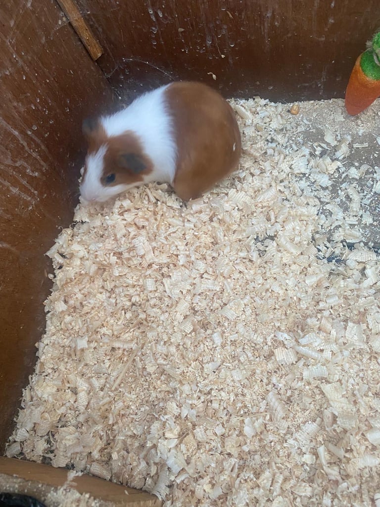 image for Baby guinea pigs 