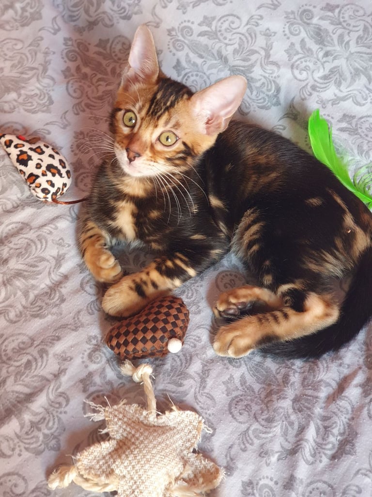 image for Pedigree Bengal Kittens