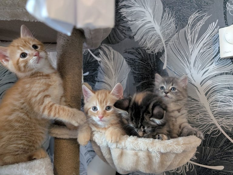 Kittens for sale 