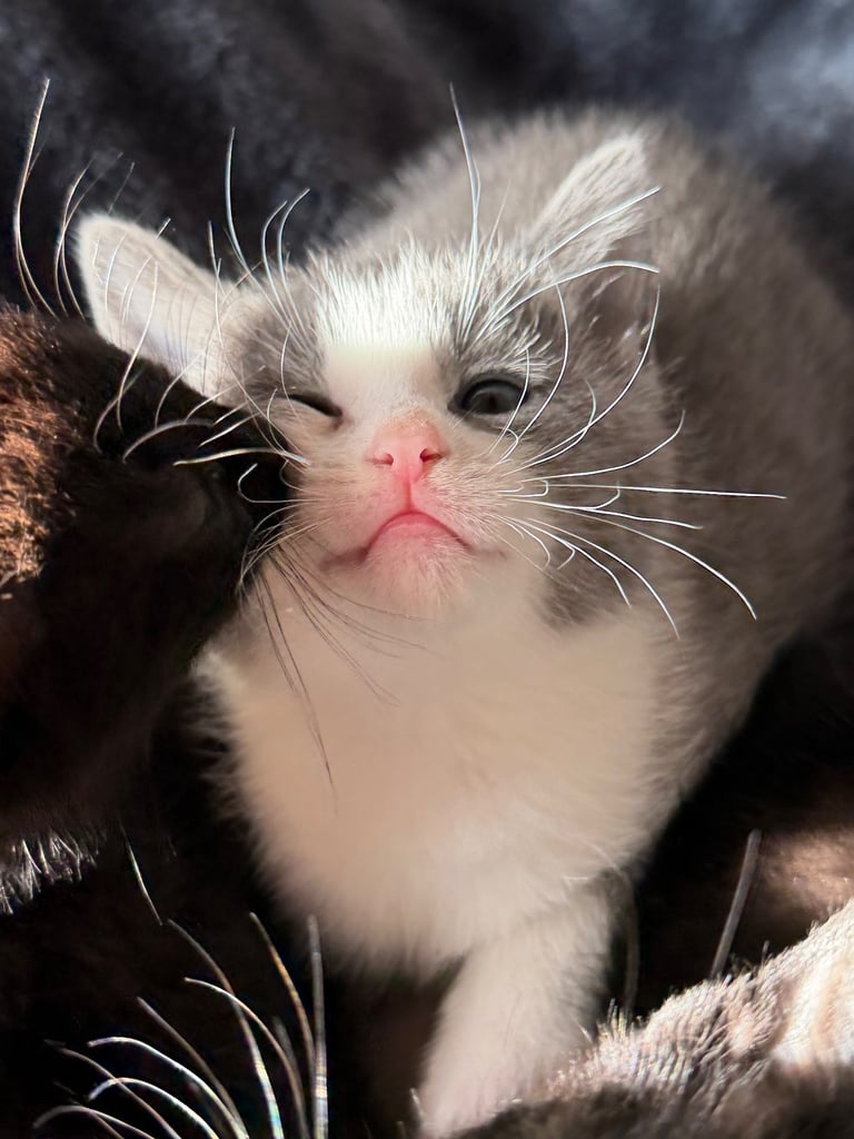 Russian Blue x BSH Kittens, Ready Today!