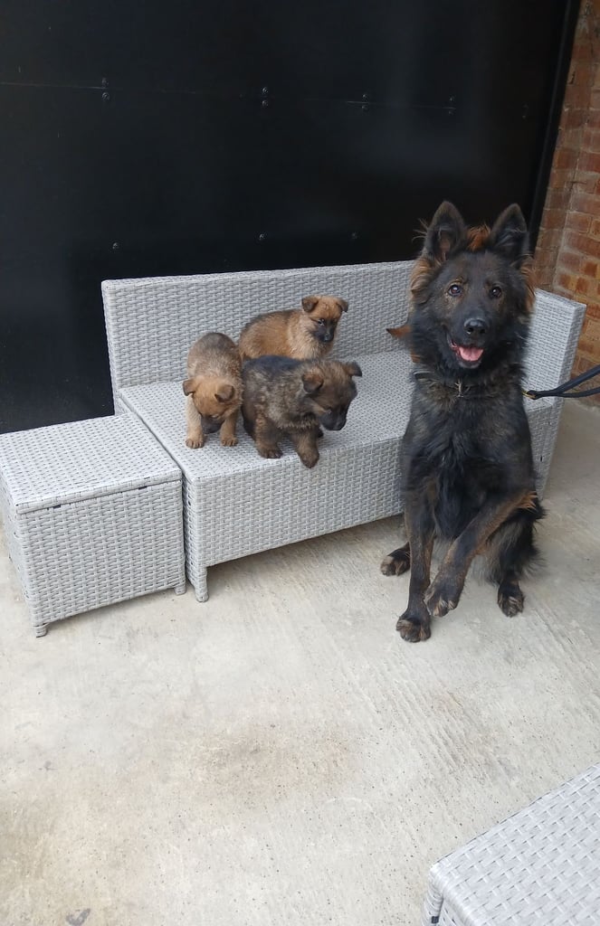 German shepherd pups now ready for new homes 