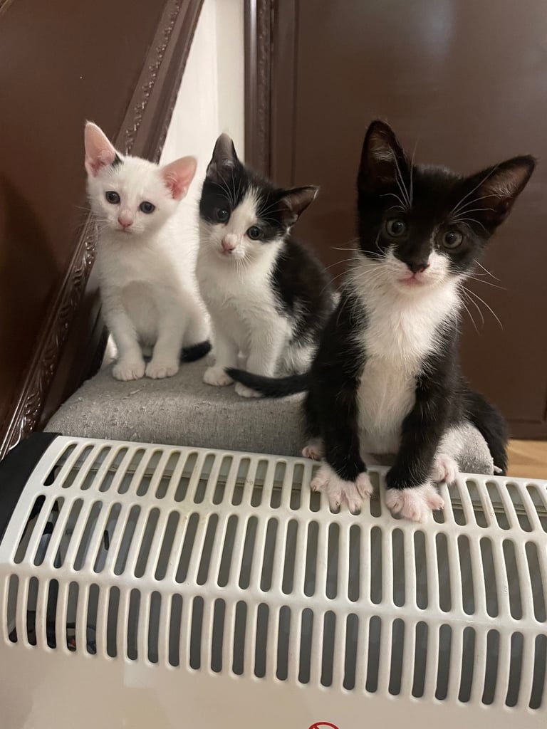 3 beautiful European mixed kittens 
