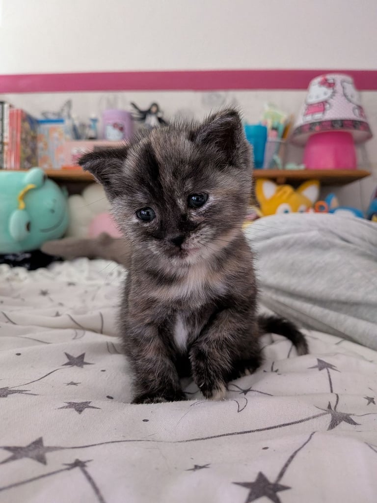 Gorgeous 8 week old kittens