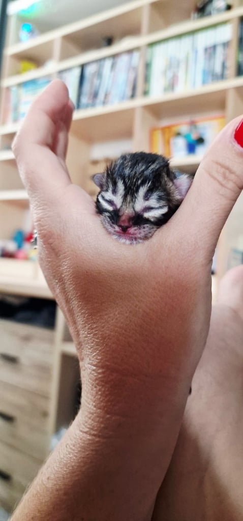 Beautiful, Affectionate Male Kitten - ready to go now