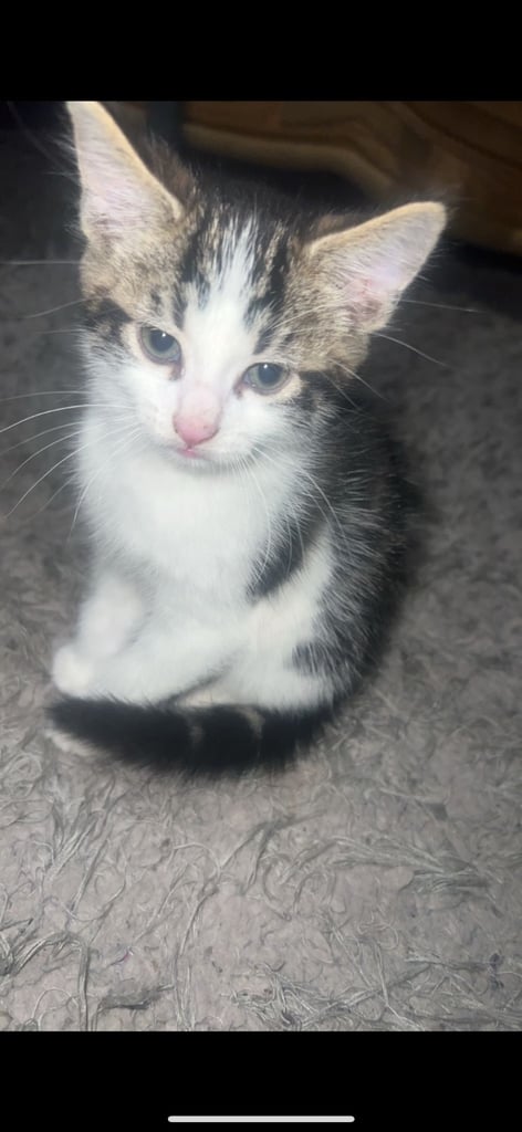 kitten male