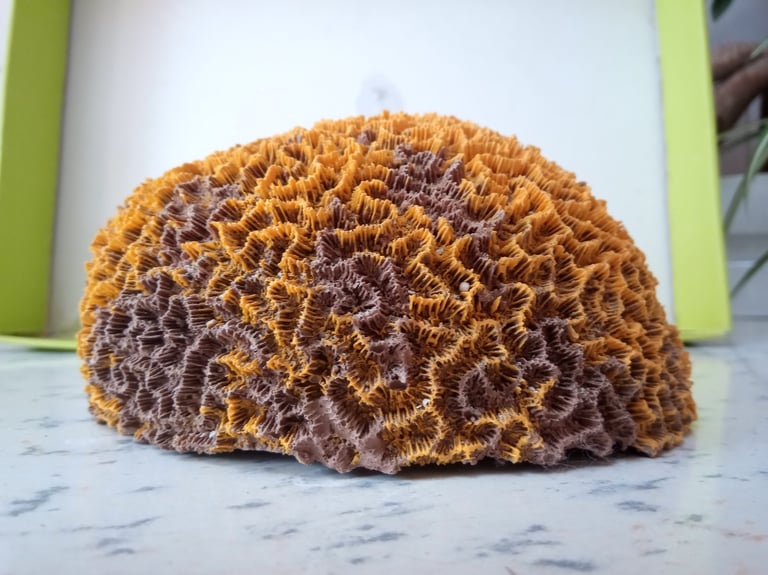 BEAUTIFUL LARGE ARTIFICIAL BRAIN CORAL AQUARIUM DECORATION