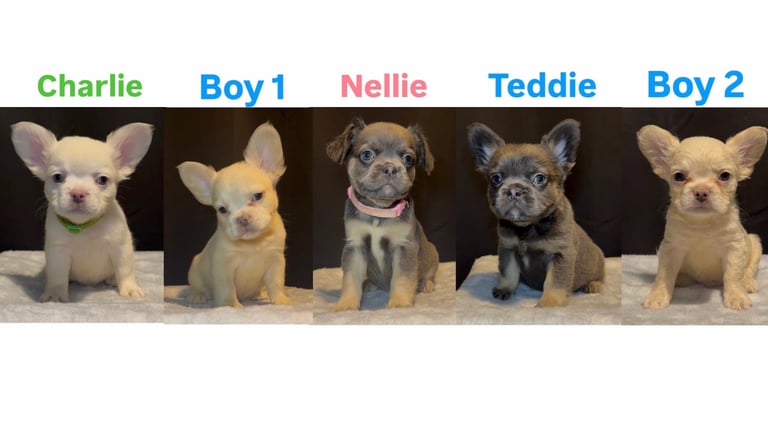 Ready Now! Fluffy French bulldog puppies