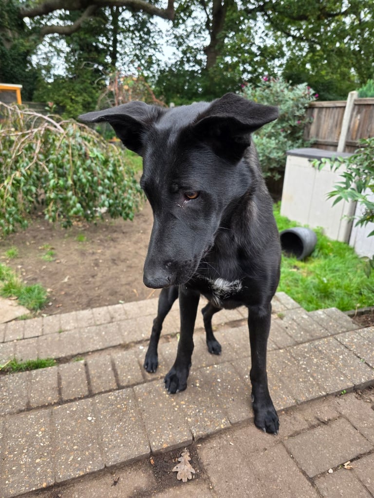 Czech Shepherd X Mallinois Norwich