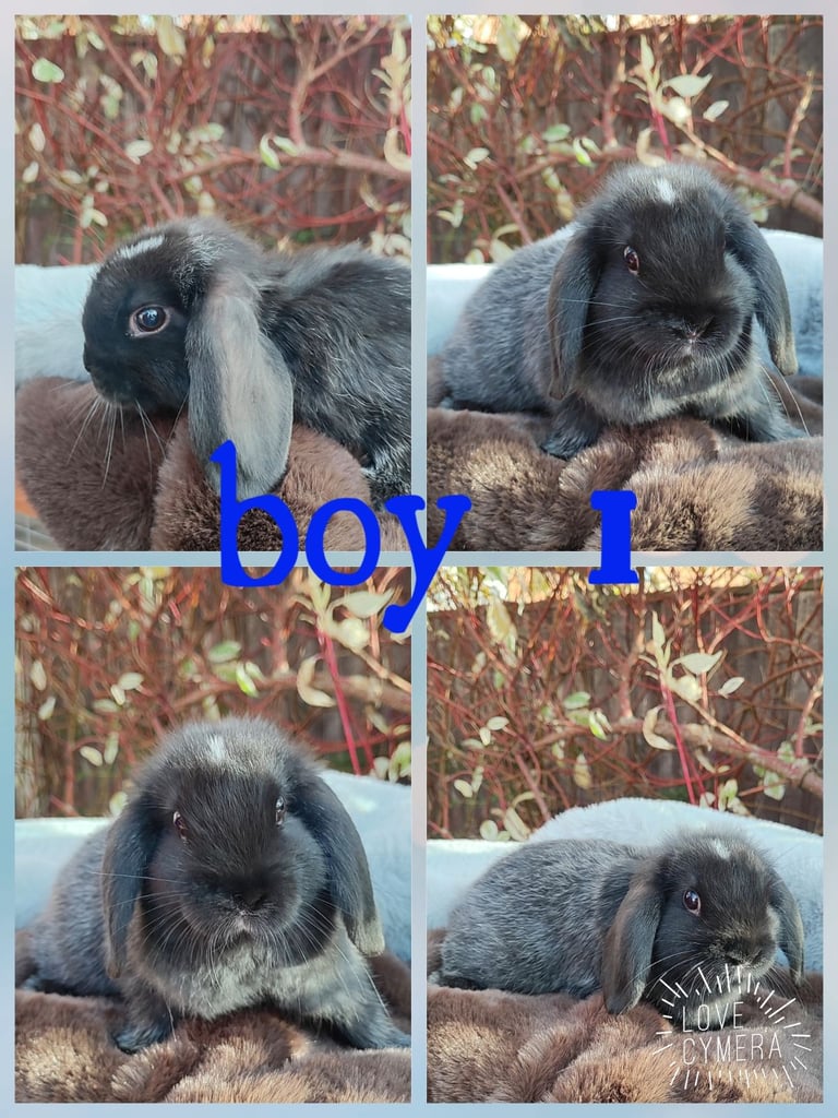 mini lop and mini lop lion head 
