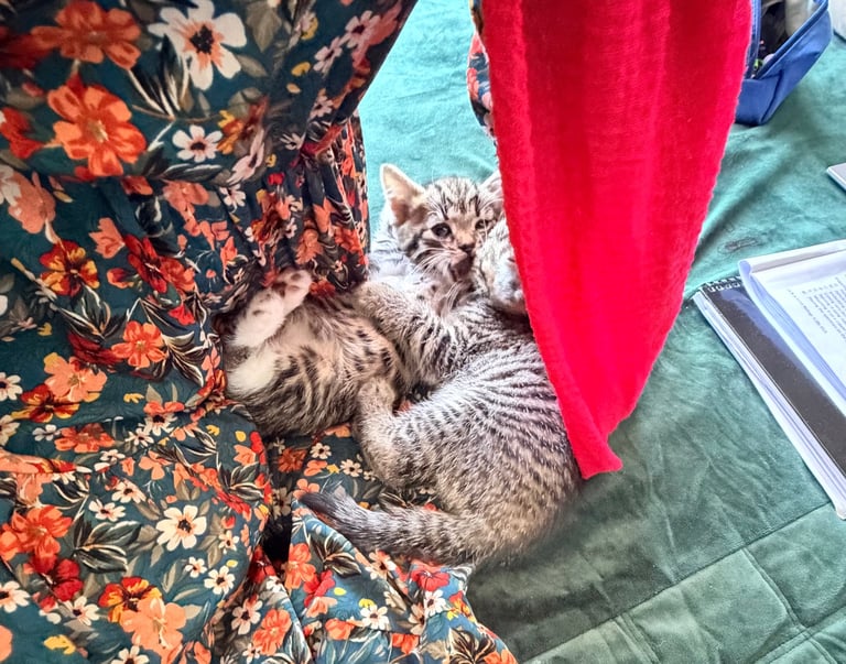 Tabby kitten