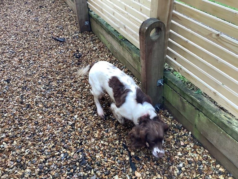 Springer Spaniel ( Girl )