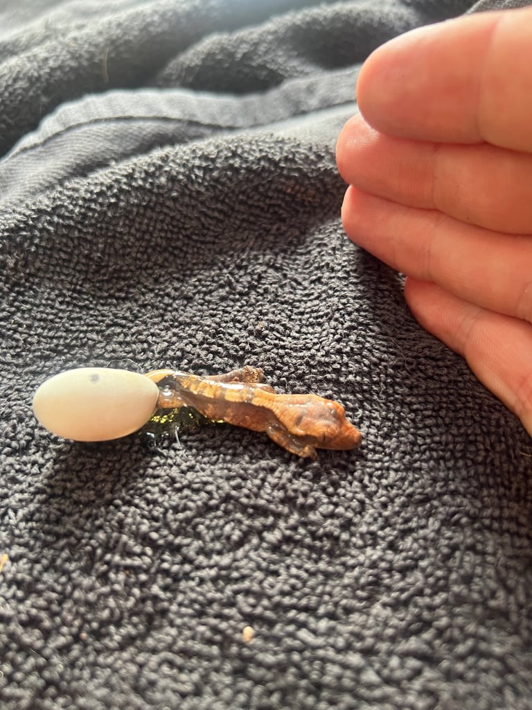 Reptile and invertebrate experience 