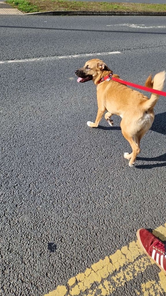 Urgent rehoming