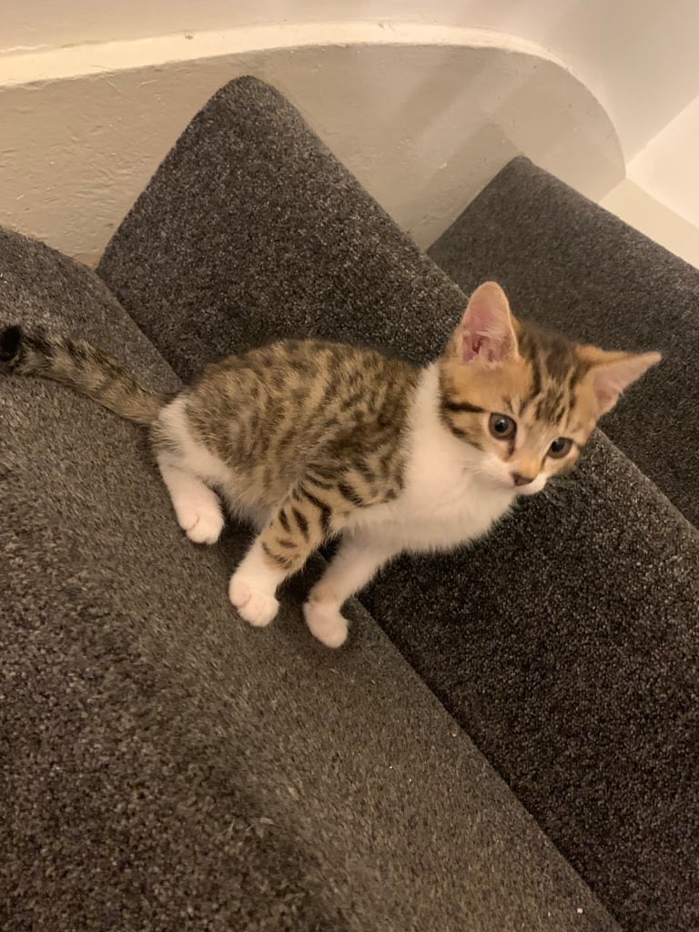 image for 2 cute playful kittens for sale !!!