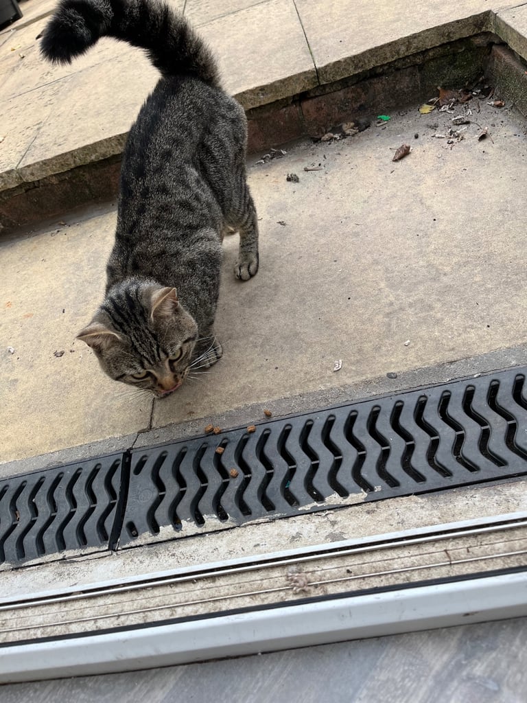 Cat for rehousing 