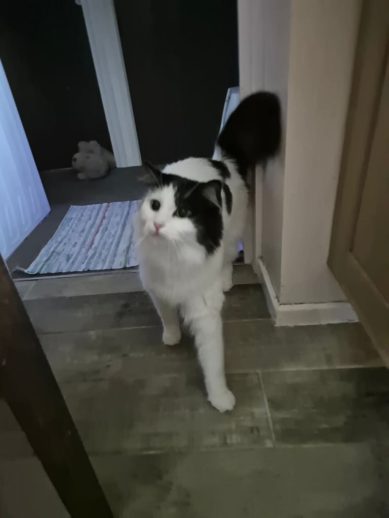 Loving Cat Looking for a Good New Home