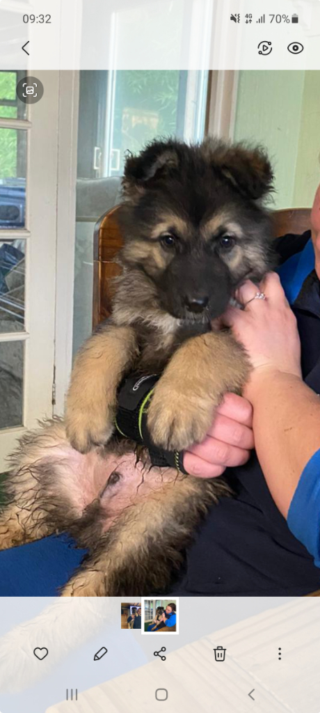 German shepherd x malamute puppies for sale 