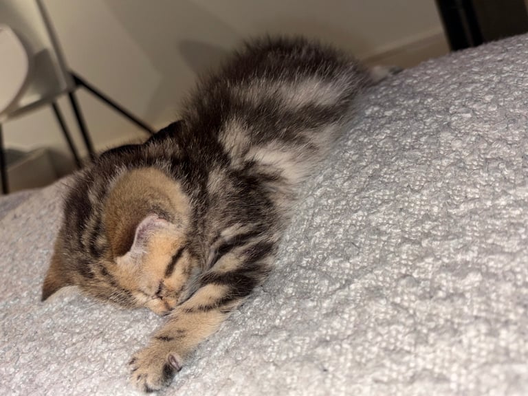 Kitten for sale 