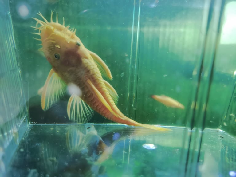 Lemon Blue eye Pleco Pair