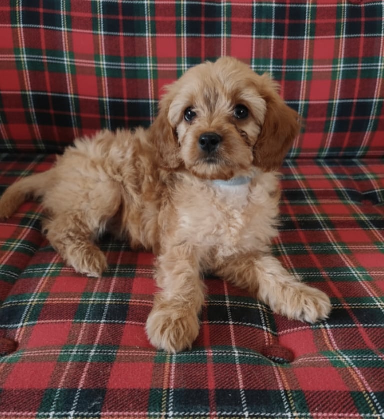F1 Beautiful toy cavapoo puppies 