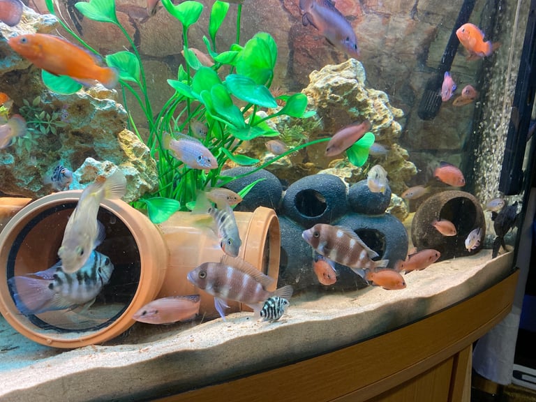 Tanks and fish for sale.