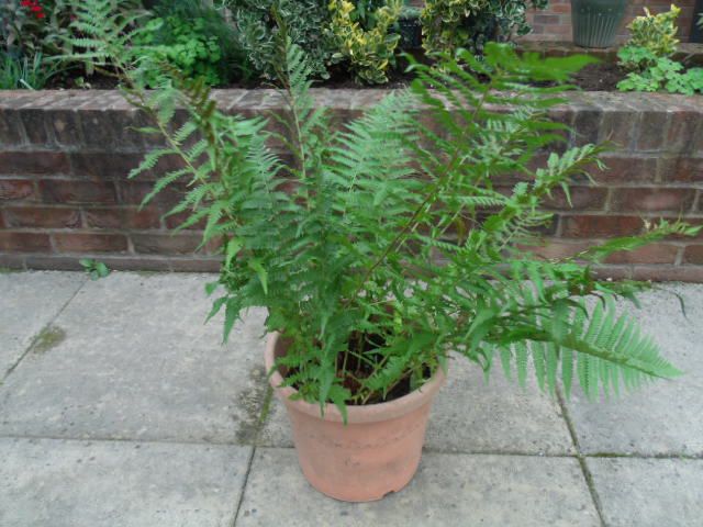 image for LARGE FERN - POT GROWN