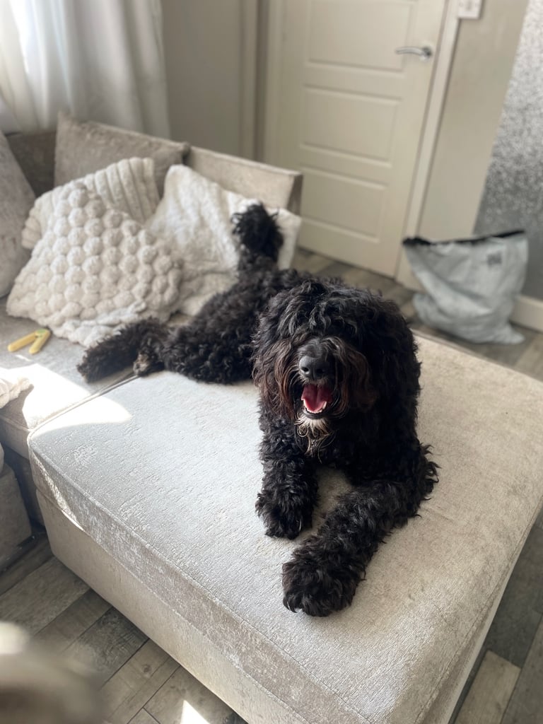 Dogs needing to be rehomed 