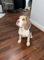 Beagle puppy needs rehoming ASAP