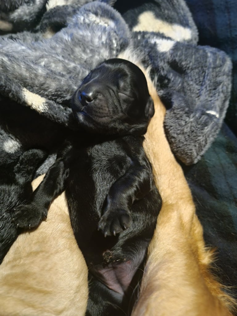 Cocker spaniel puppies 
