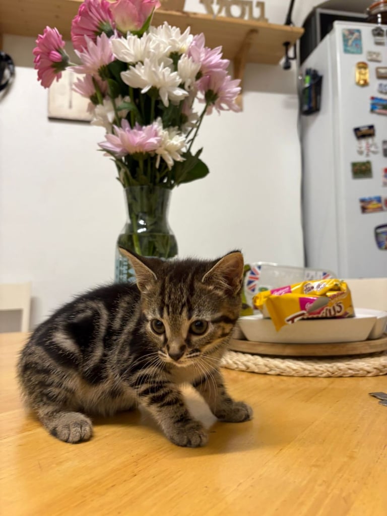 Cute tabby kittens looking lovely home