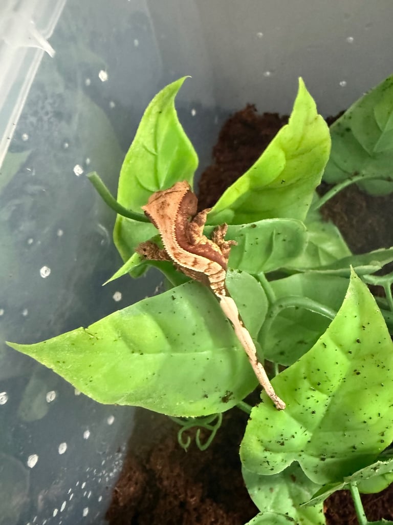 Harley Quinn x pinstripe crested gecko babies