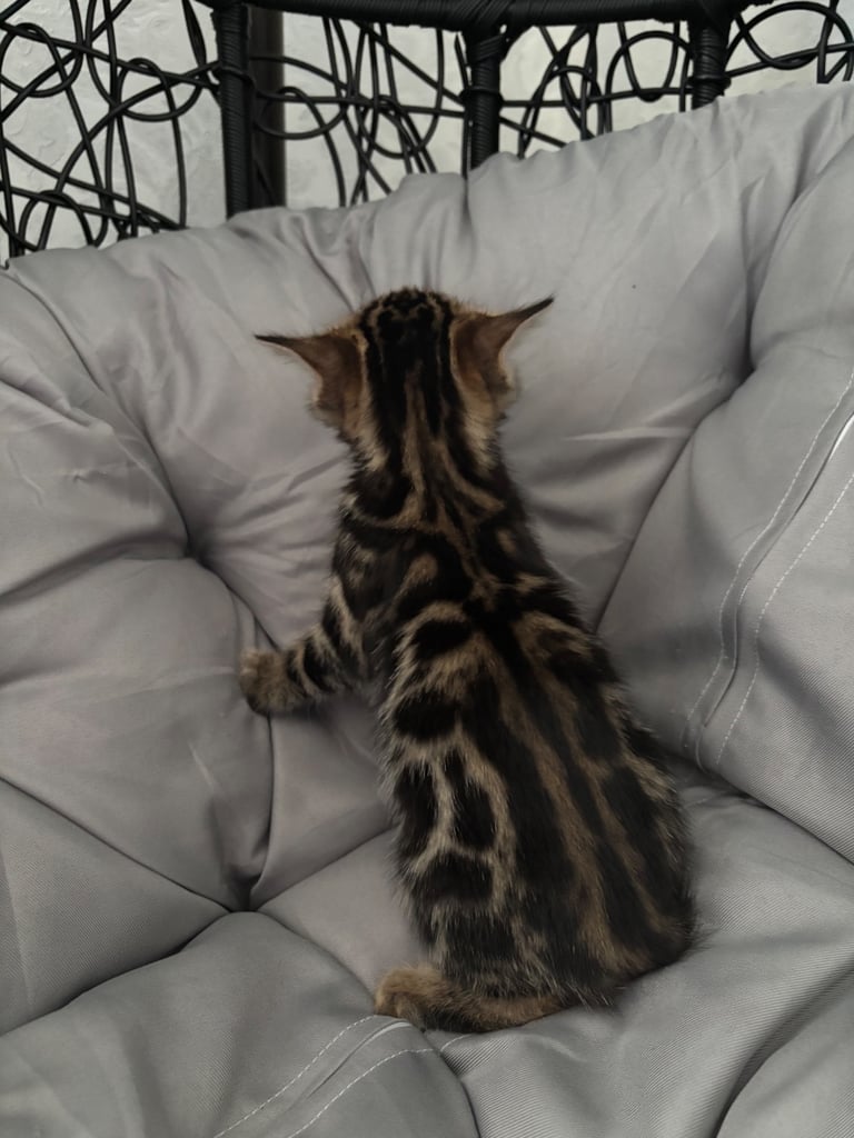 🐾Gorgeous Pure Bengals Ready Now🐾
