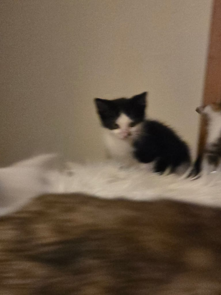 2 Beautiful kittens 