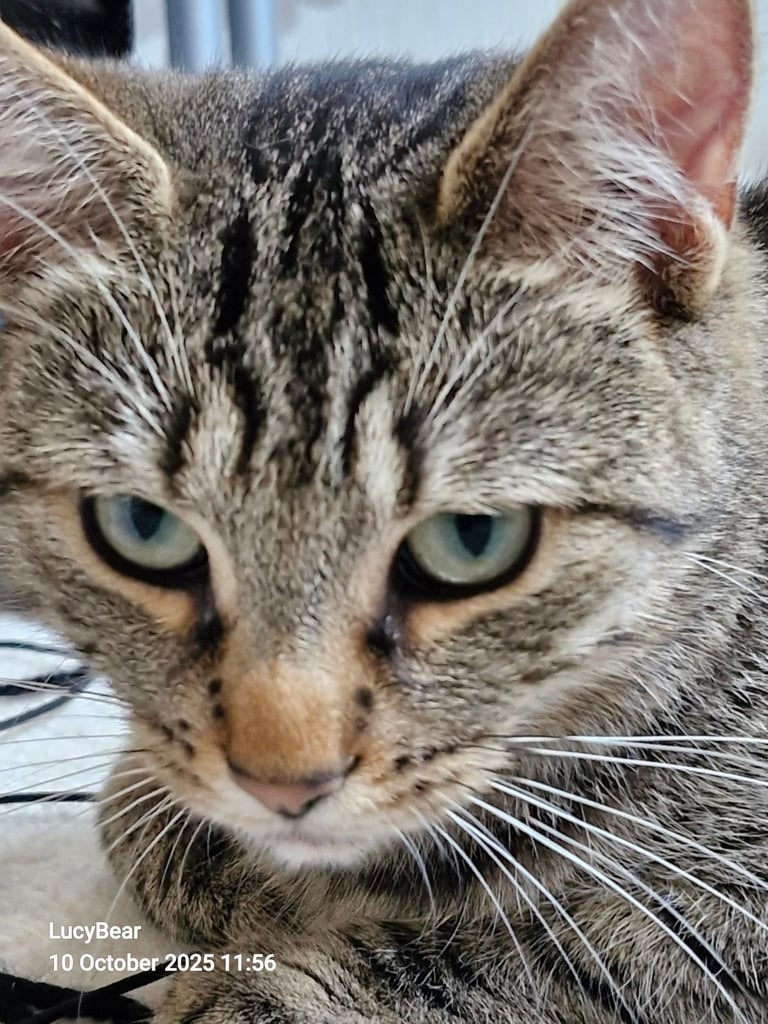 Beautiful Bengal