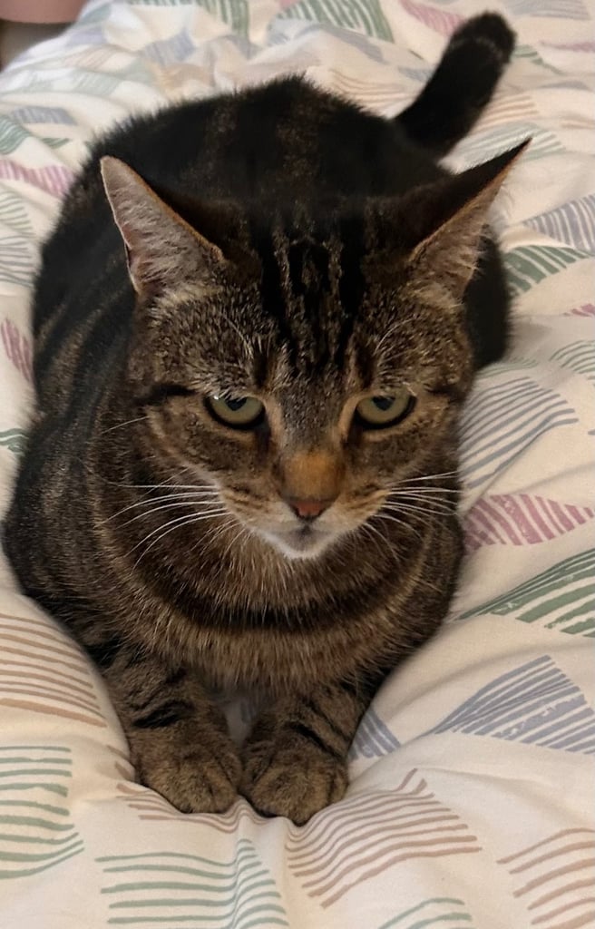 Missing cat Coleraine 