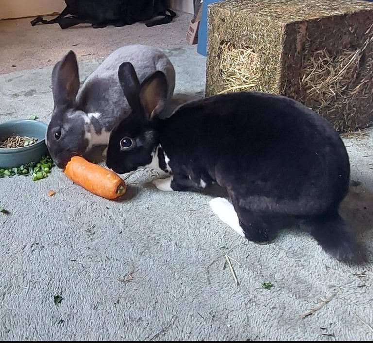 2 friendly rabbits with hutch, enclosure, bowls and other stuff you need. 