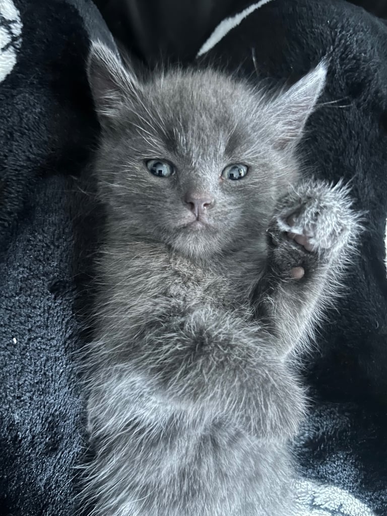 two beautiful kittens