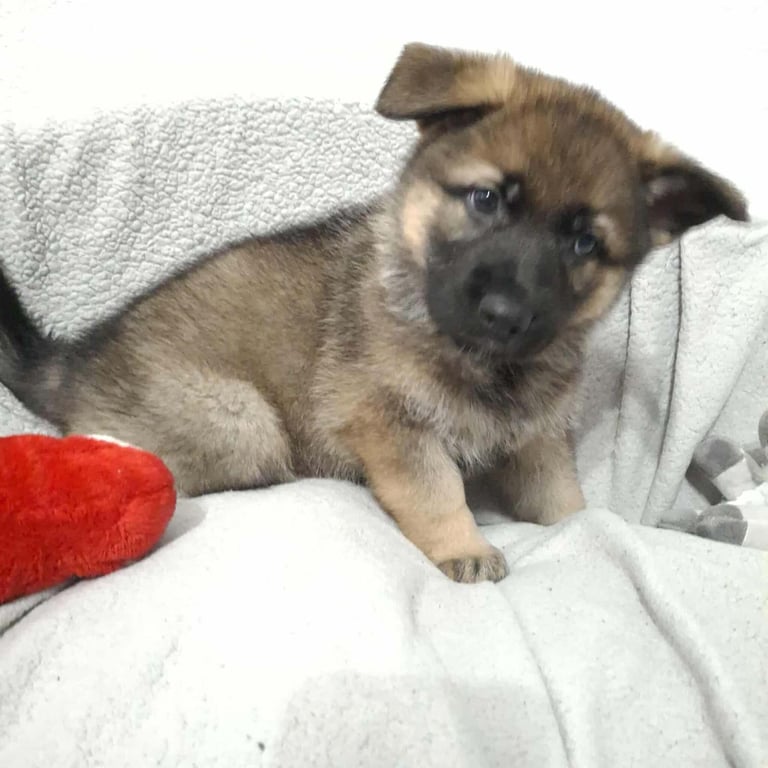 *Ready Now* German Shepherd Pups