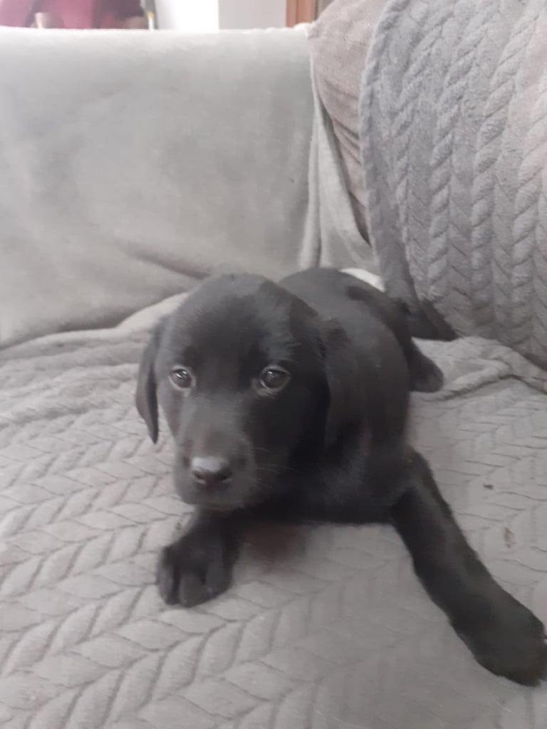 Labrador Pup