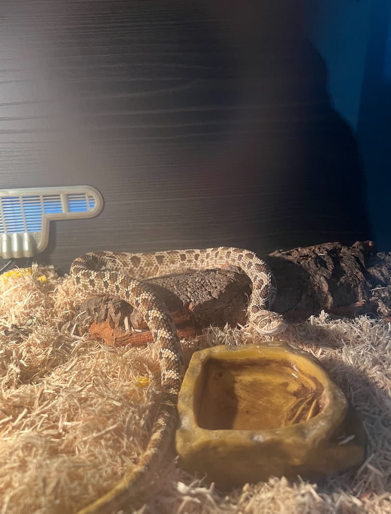 image for Female hognose snake