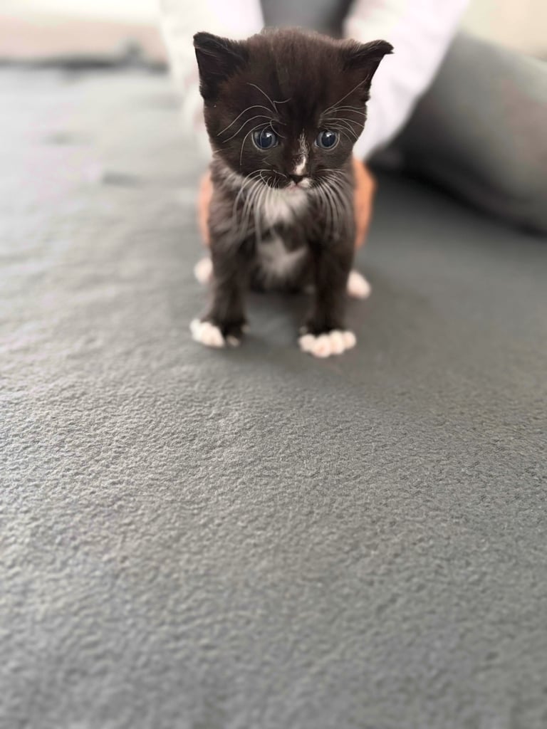 Kitten for sale all female . Ready to go now