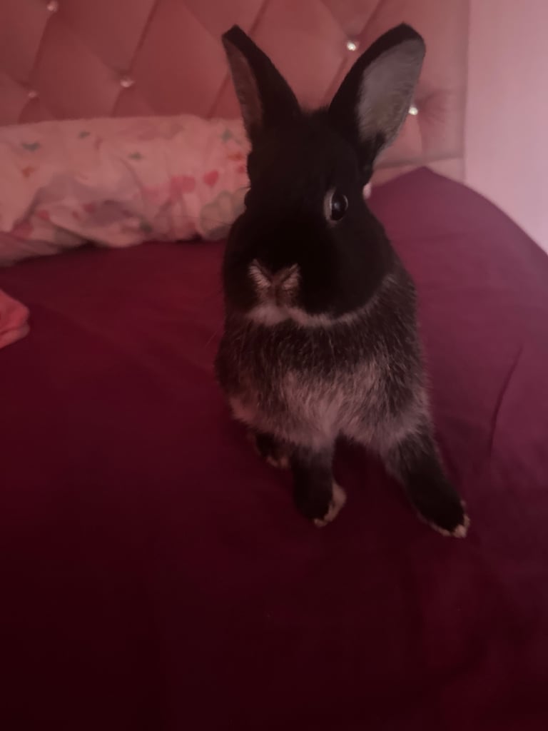 image for Rabbits 
