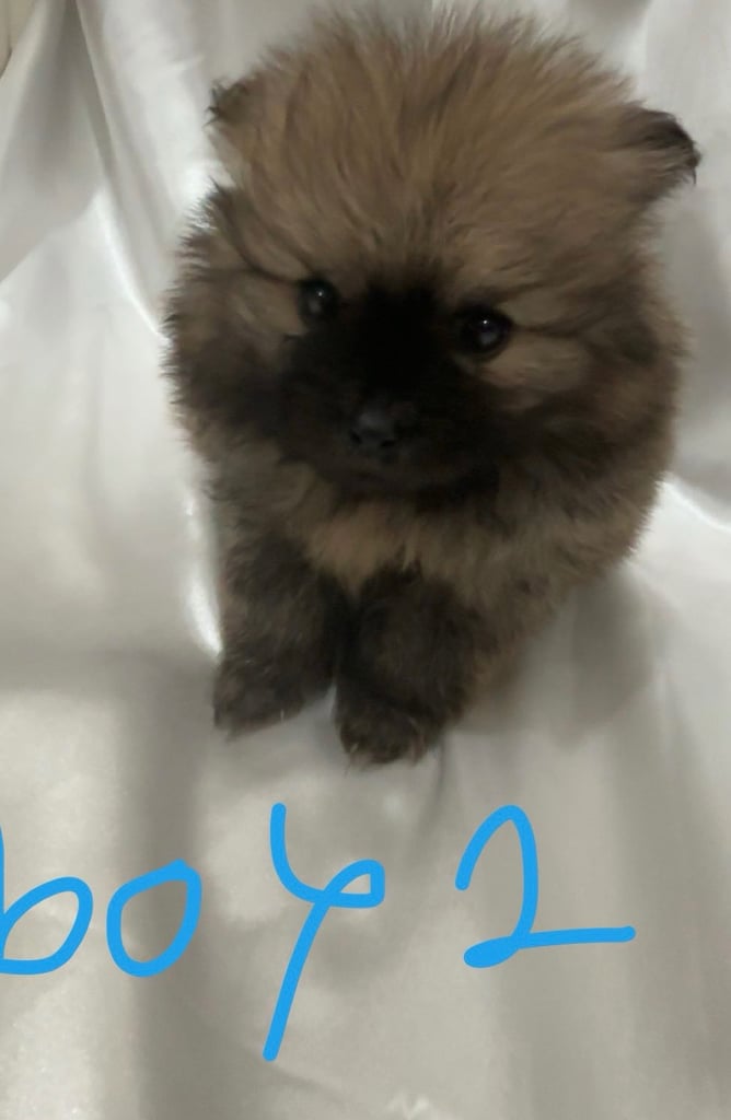 Tiny Pomeranian puppies