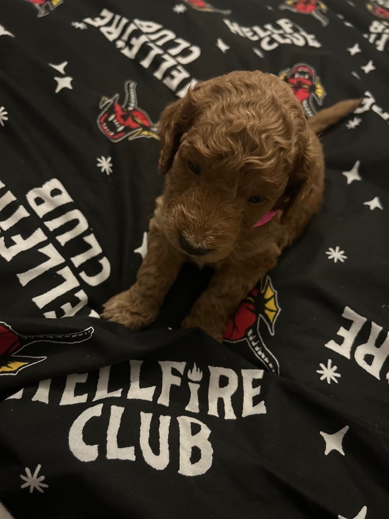 Miniature Cockapoo