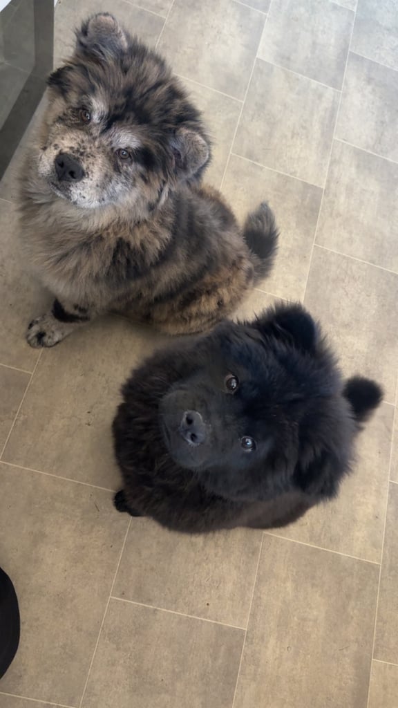 Merle chow chow puppy