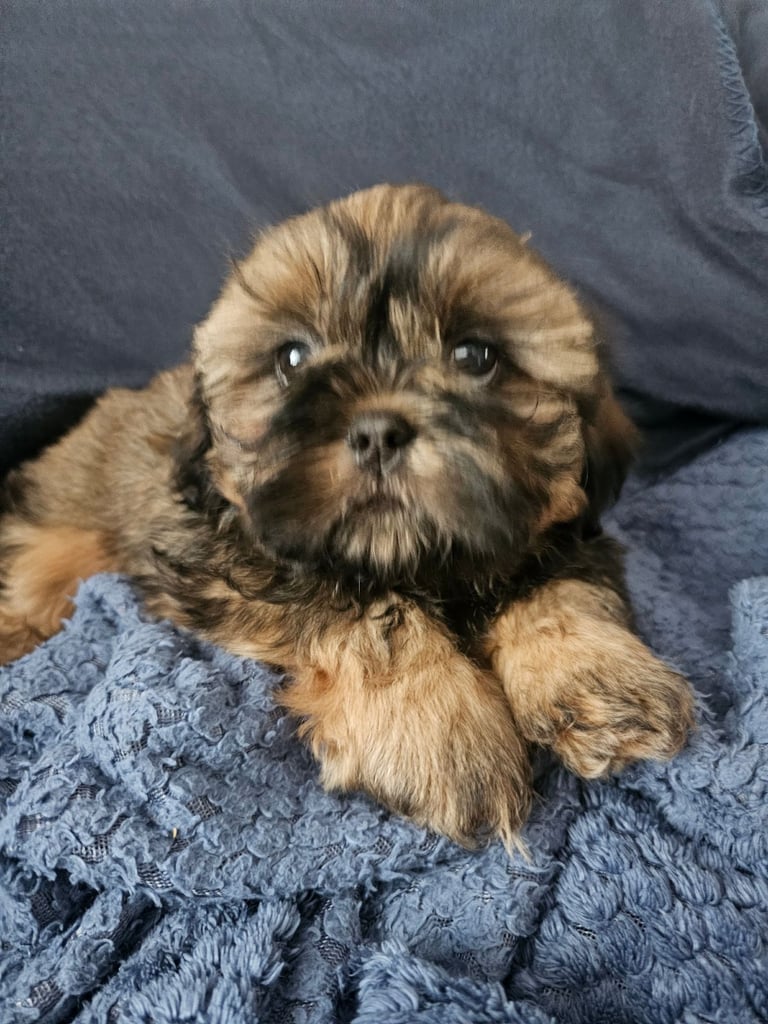 🐶 Shih Tzu Puppy READY NOW – Licensed Breeder (Licence No. DB/19/25)