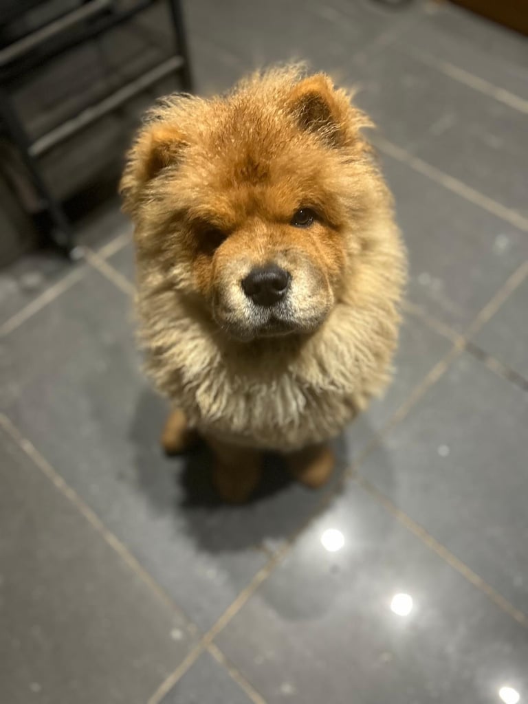 HOT Dog Breed Corgi X Chow Chow Chow Chow Dogs Puppies
