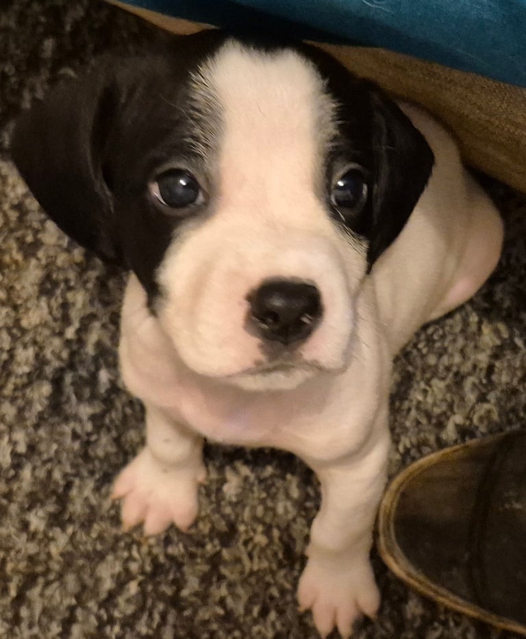 X3 puppies left