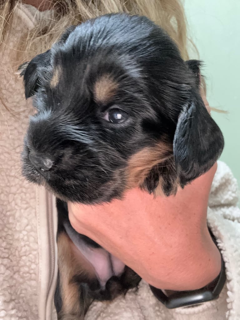 Beautiful, rare colours, cockapoo puppies 